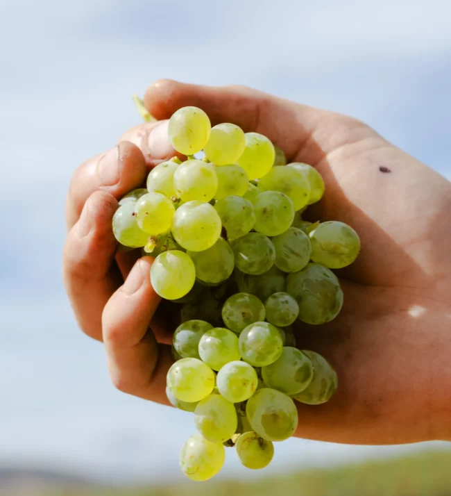 Hand holding a bunch of green grapes