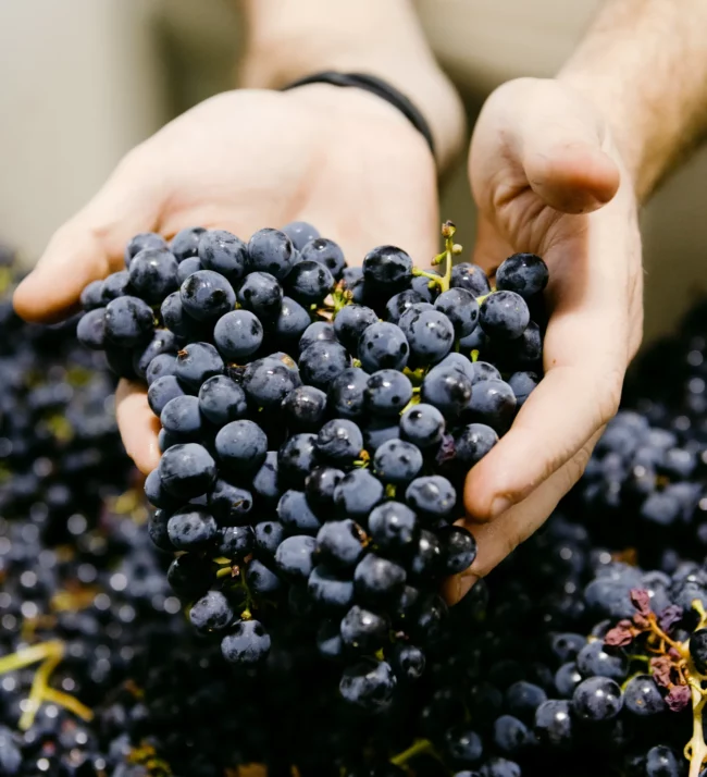 Hands holding a bunch of grapes