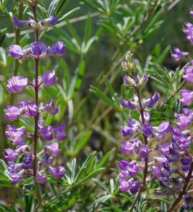 purple flowers