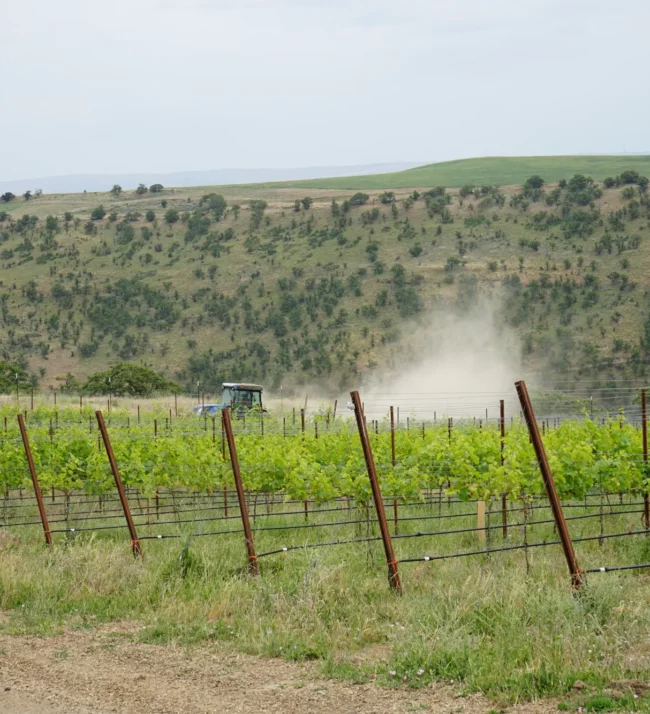 Dust cloud in a vineyard