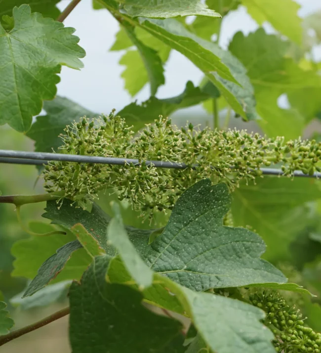 Grapes on the vine in their earliest stage of growth