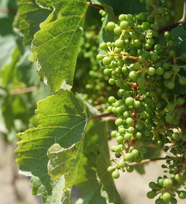 Grapes on the vine