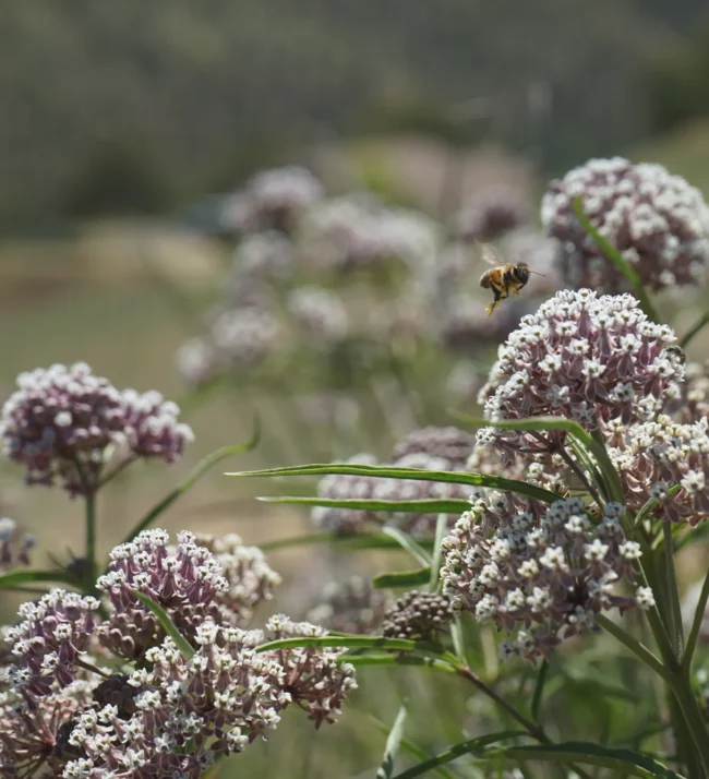 Wildflowers with a bee just above one