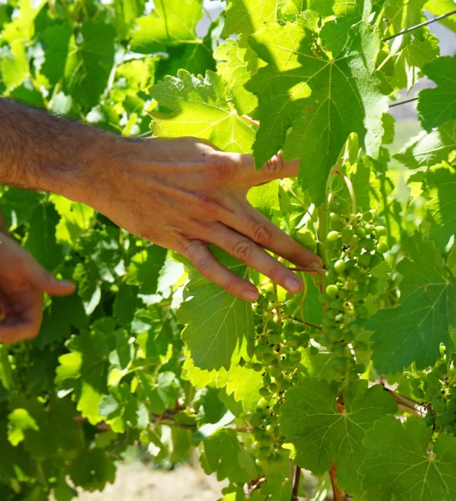 Hand reaching into grapevines to show grapes