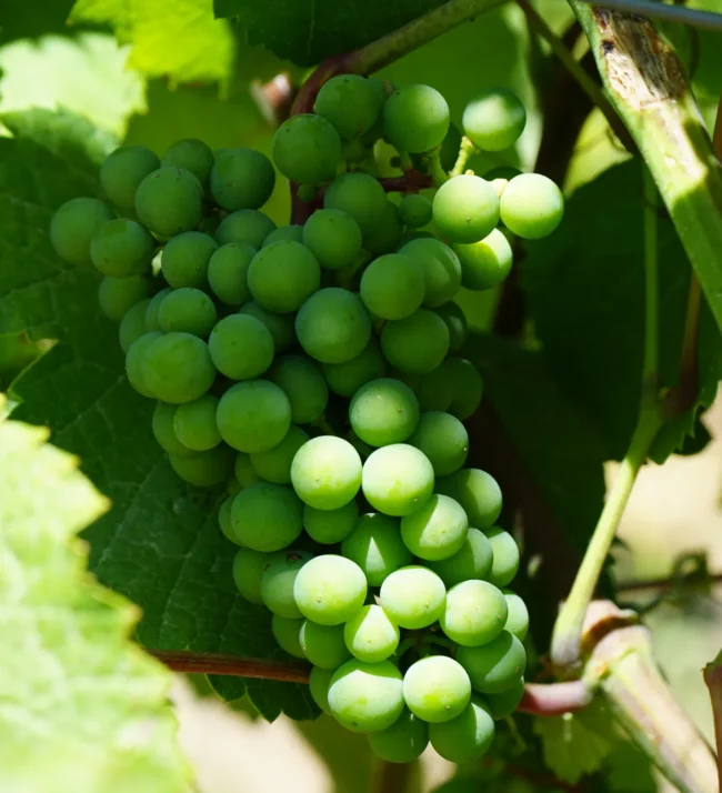 Grapes on the vine