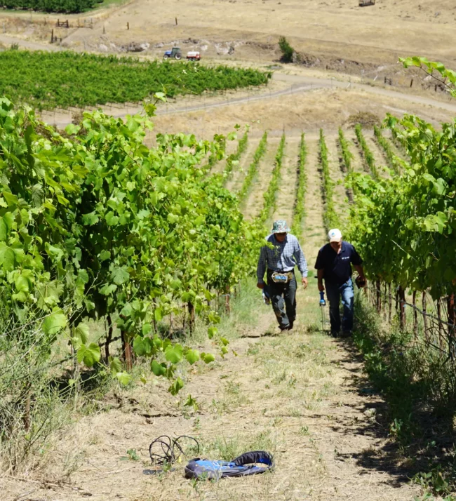 Two men walking in the vineyards