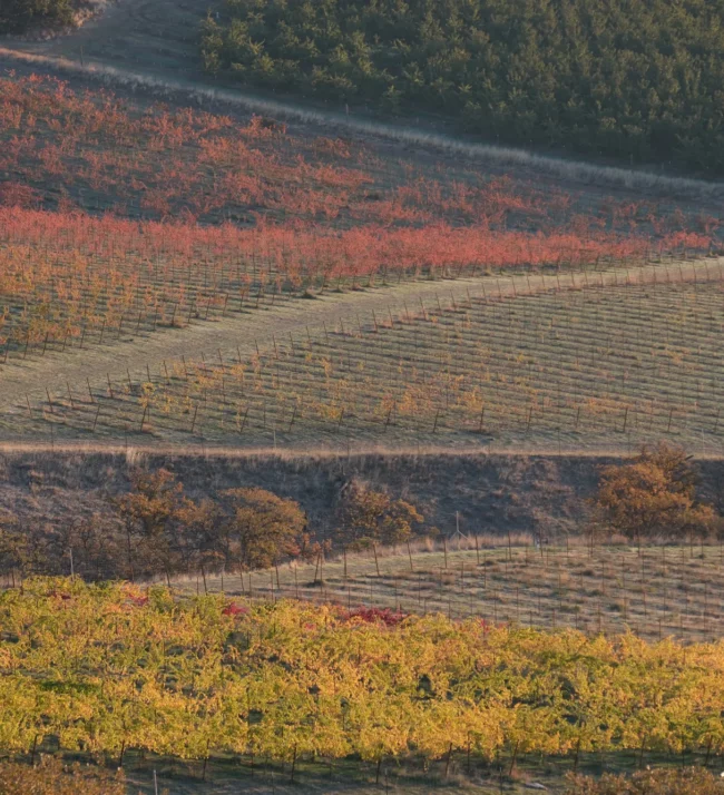 Vineyards