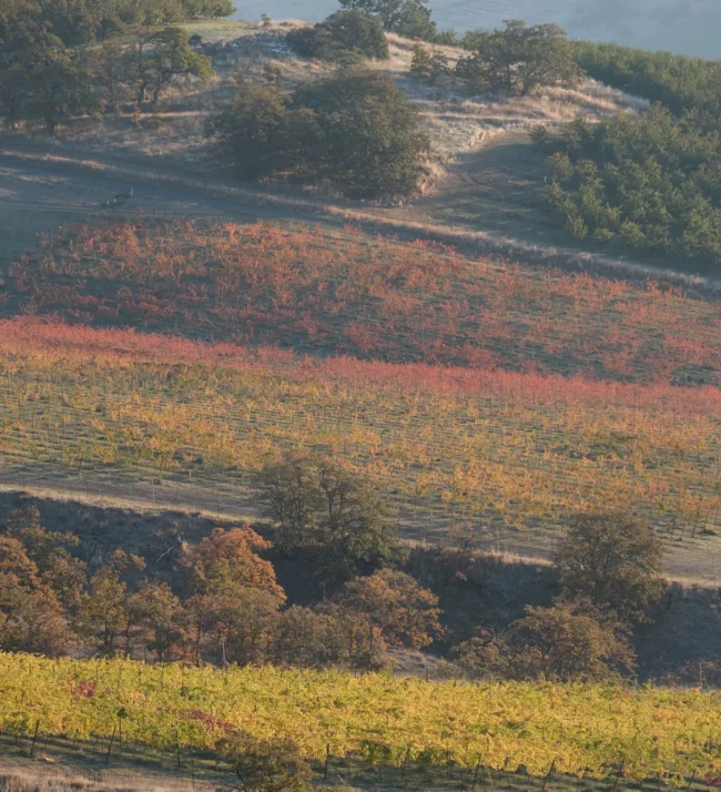 Vineyards changing colors in the fall