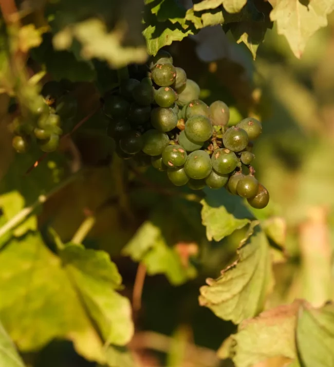 Grapes on the vine