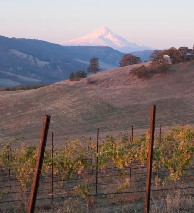 Vineyards with Mount Hood in the background