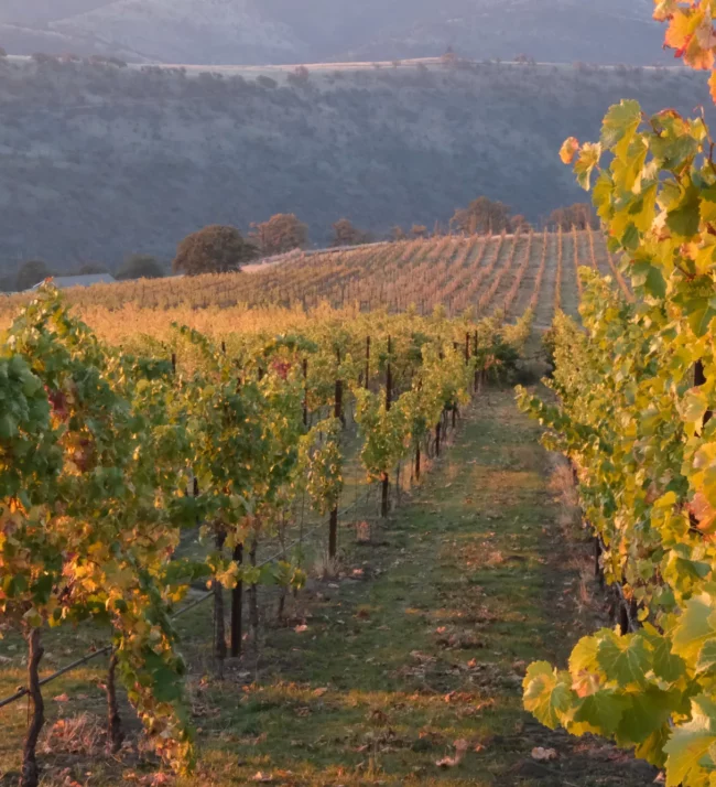 Vineyards in the fall