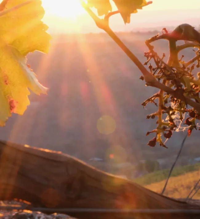 Grapevines with the sun shining through