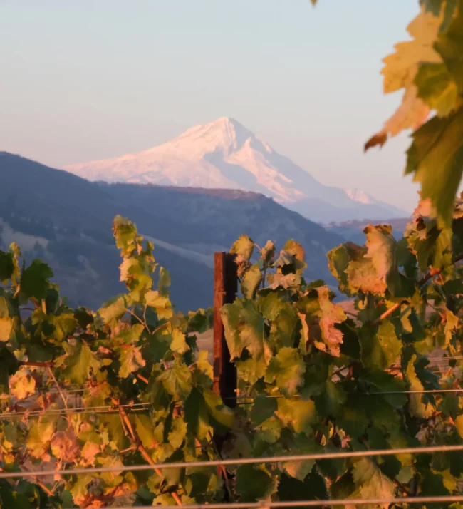 Vineyards with Mount Hood in the background