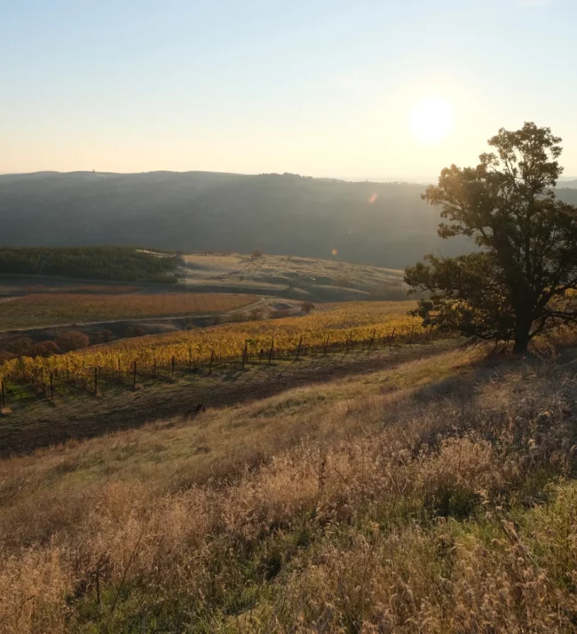 Vineyards from the hills