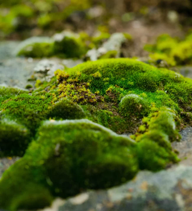 moss growing on rocks