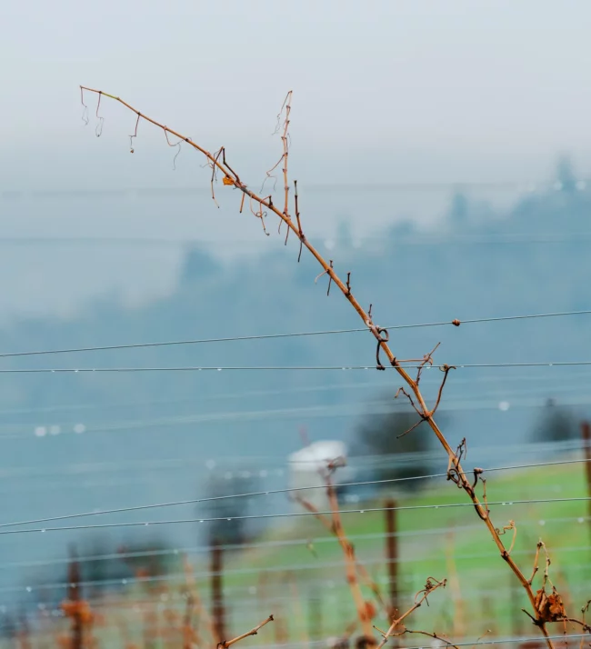 Bare grapevine in the fall