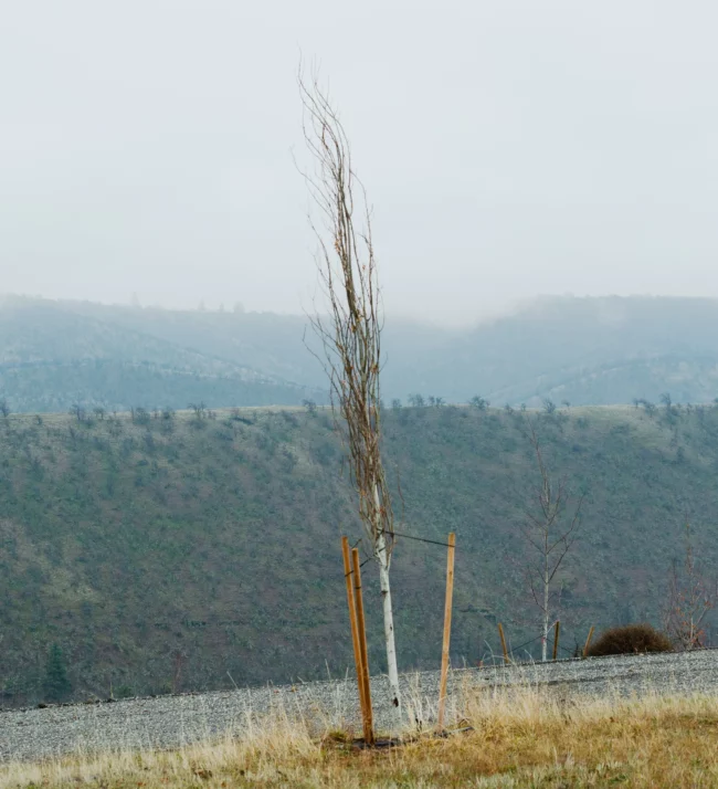 Bare tree in late fall