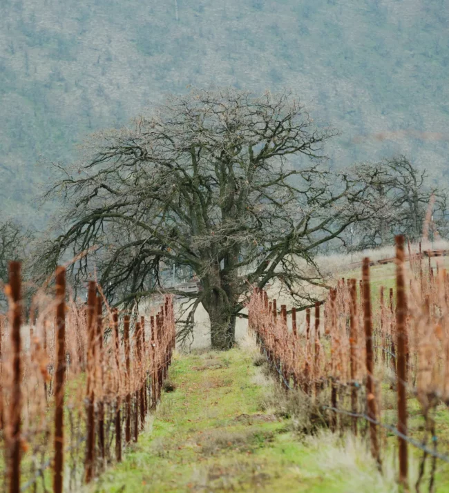 Bare tree and bare vineyards