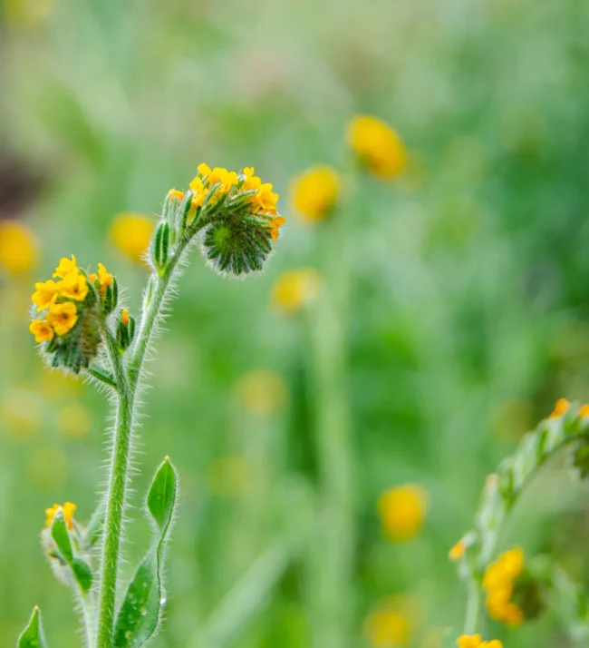 yellow wildflowers